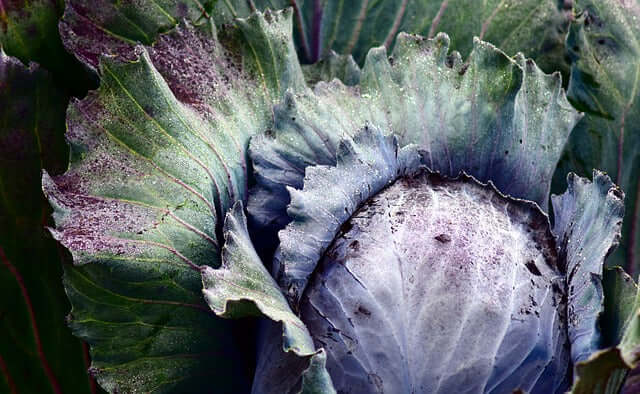 Blaukraut. Eine Gemüsesorte, die wir sehr mögen und die ein typisches Wintergemüse ist – das Blaukraut oder auch Rotkohl genannt.